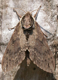 Catalpa Sphinx